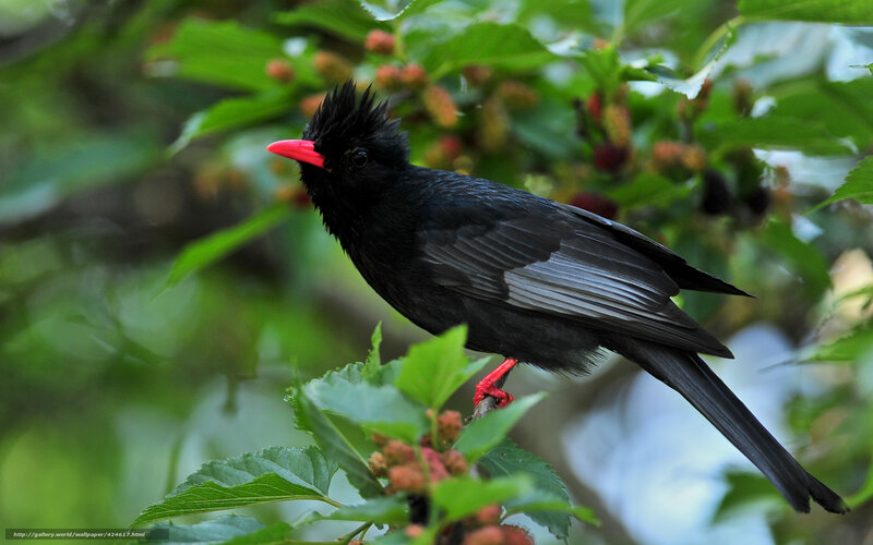 Black Bird with Red Beak — Natural, Summer