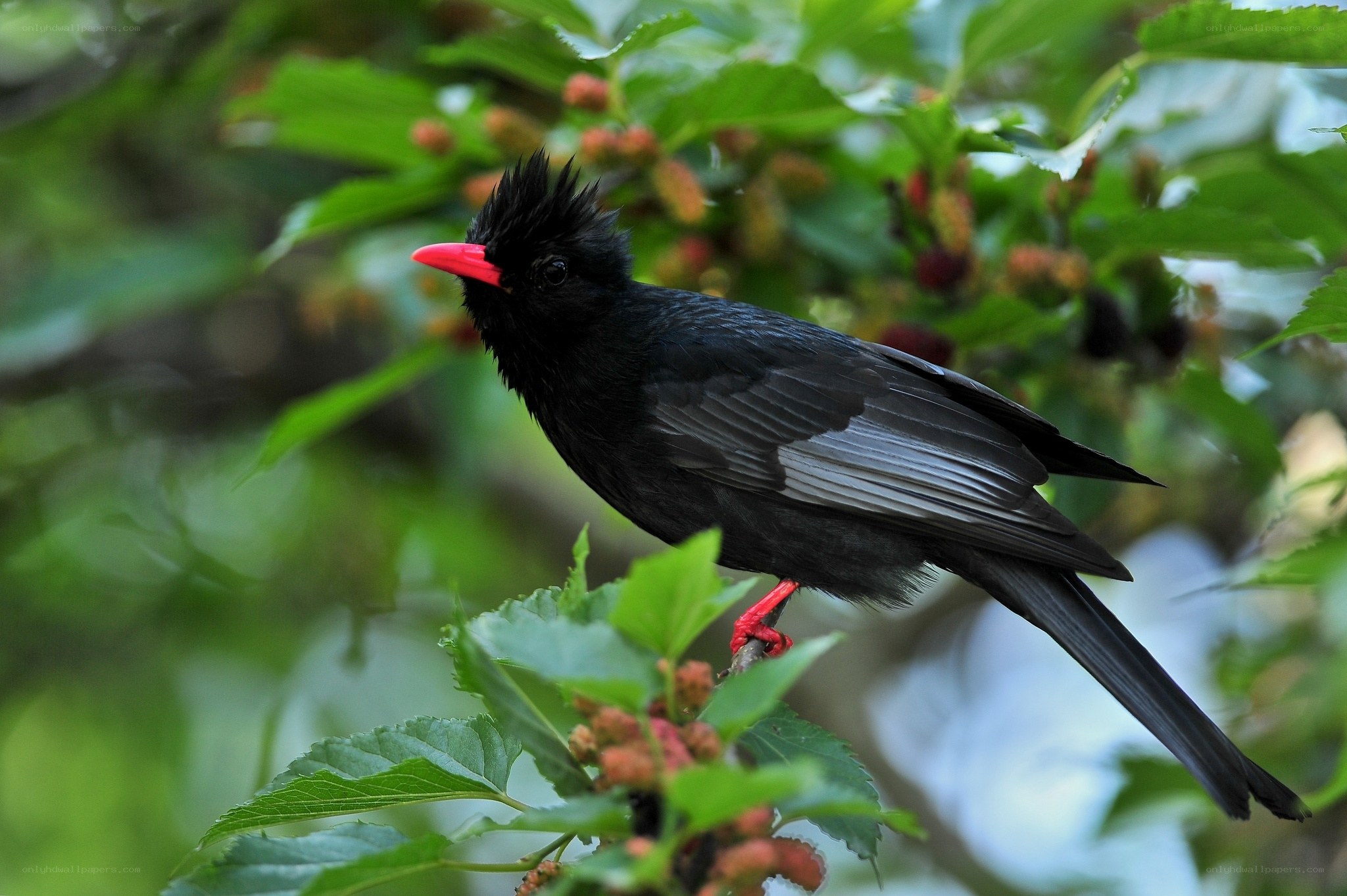 Black bird with red beak
