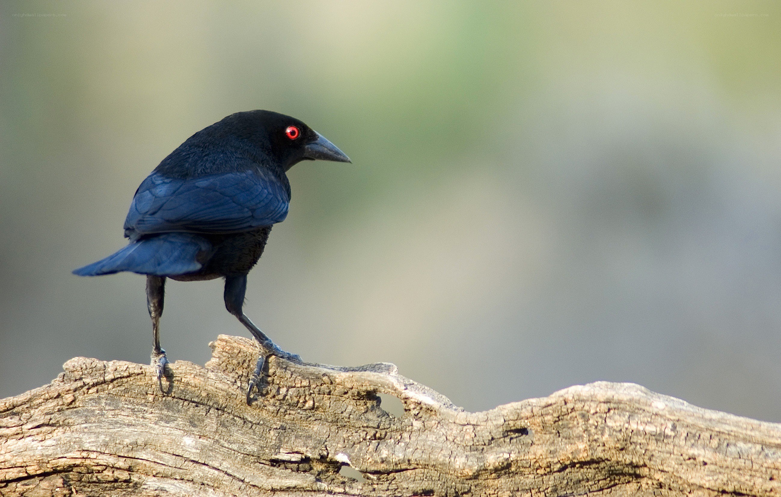 black bird with red eyes