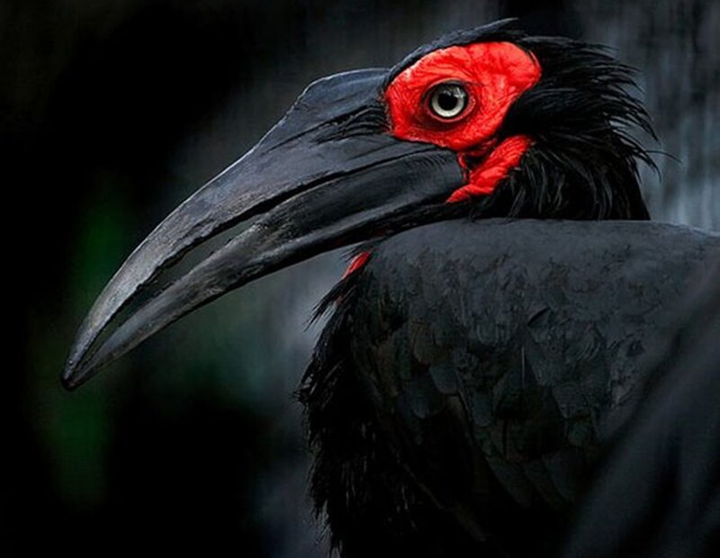 Black Bird with Red Face — Dramatic