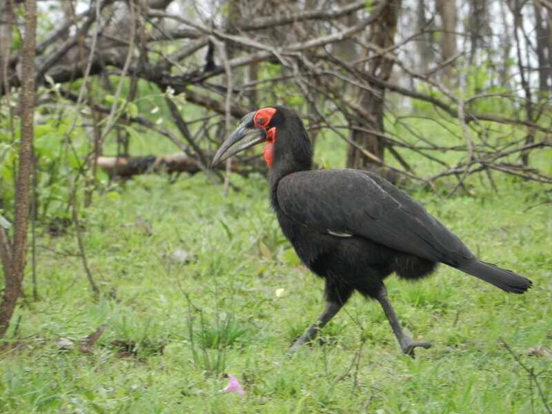 Black Bird with Red Face