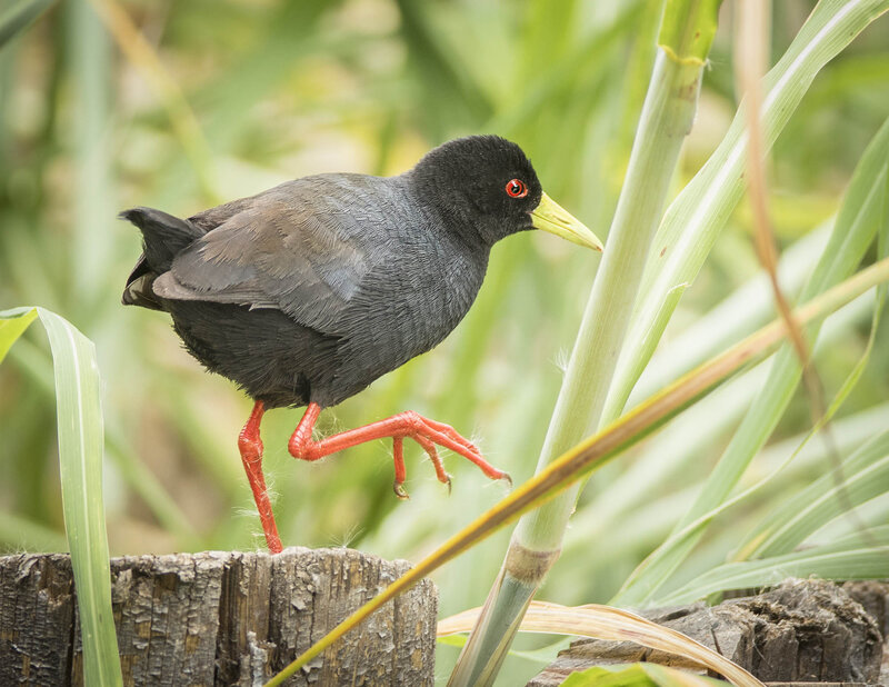 Black Bird with Red Legs