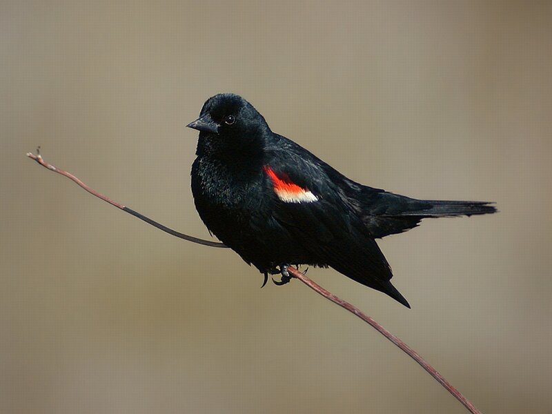 Black Bird with Red Patch — Calm