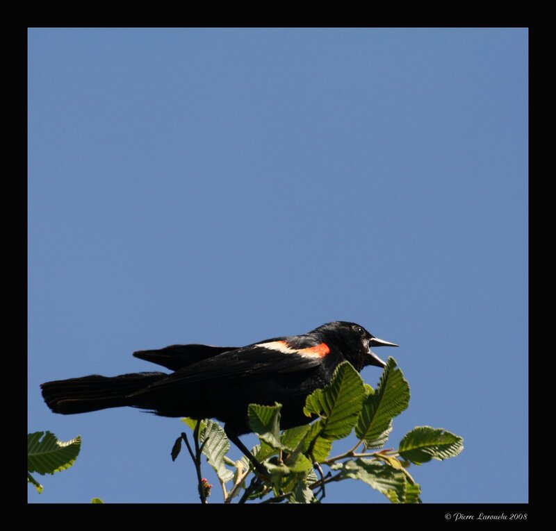 Black Bird with Red Patch