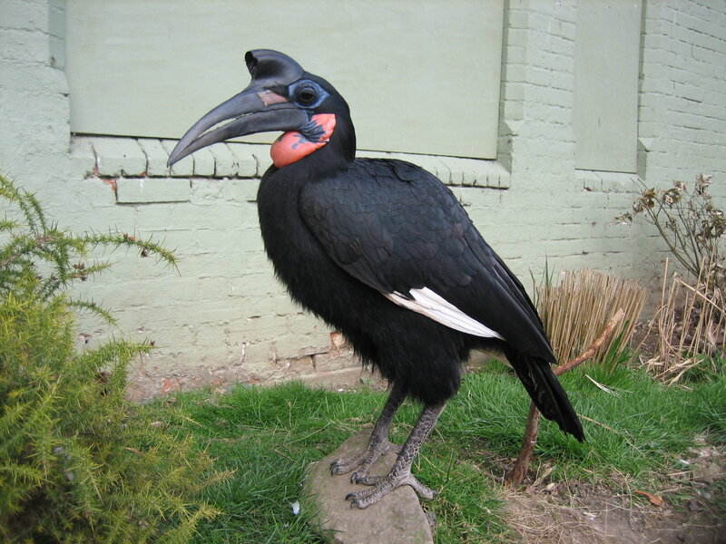 Black bird with red throat