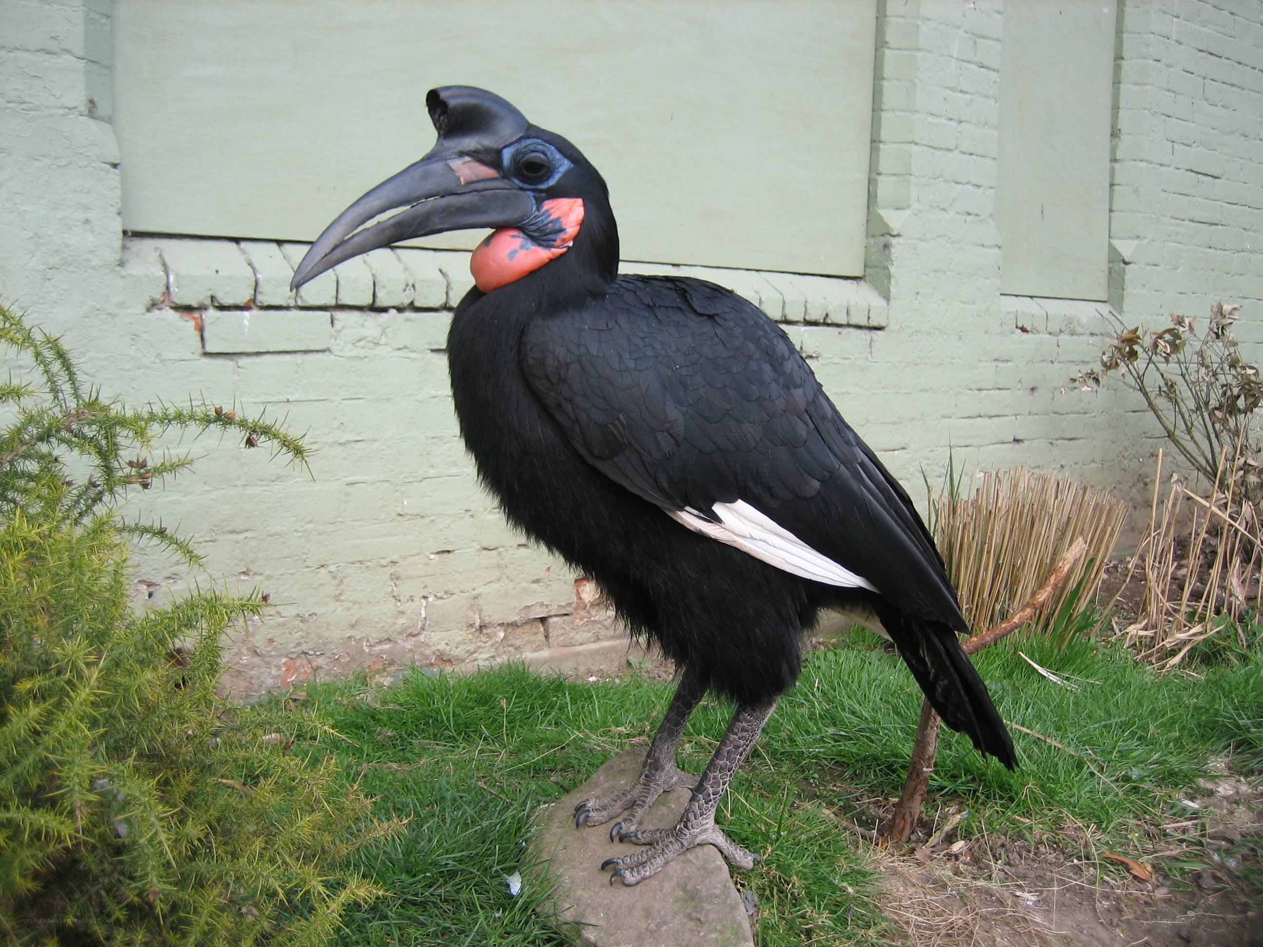 Black bird with red throat