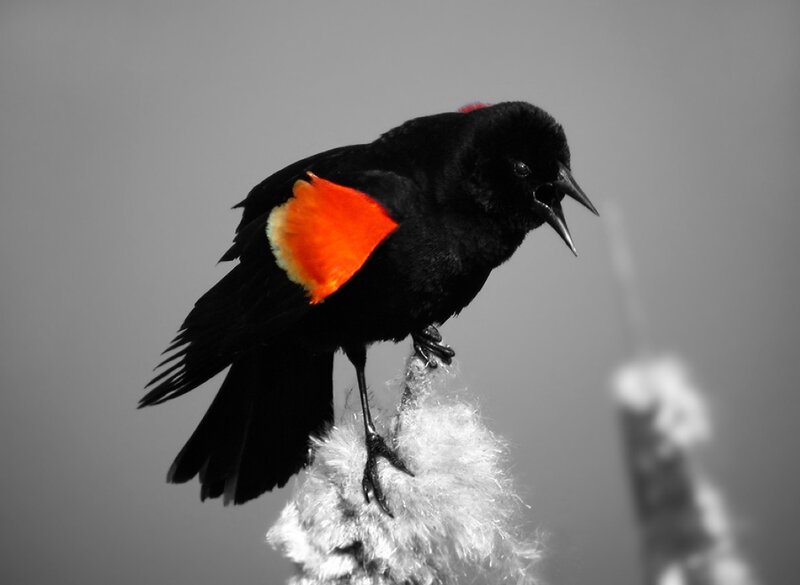 Black Bird with Red Wing — Dramatic