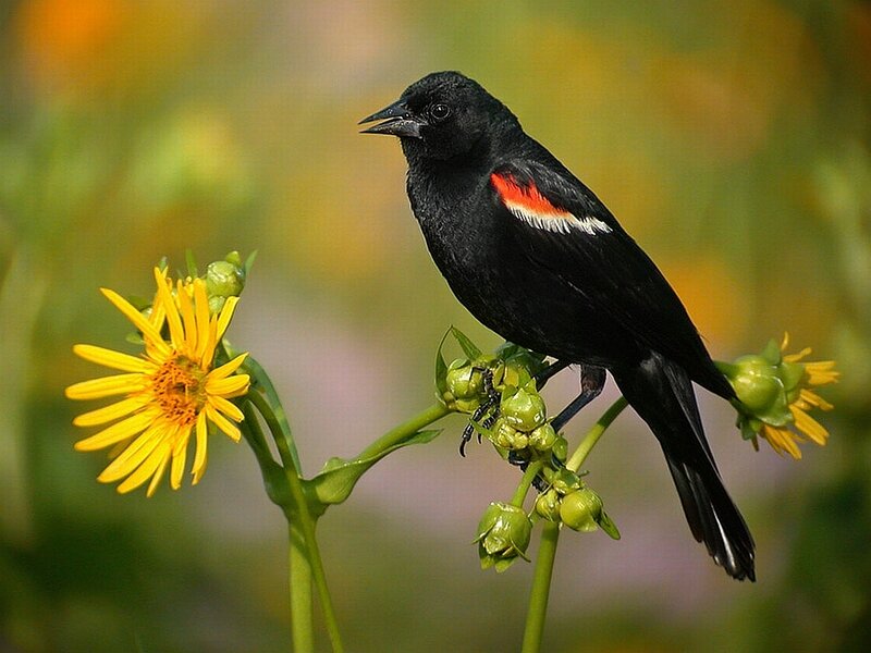 Black Bird with Red Wing — Natural