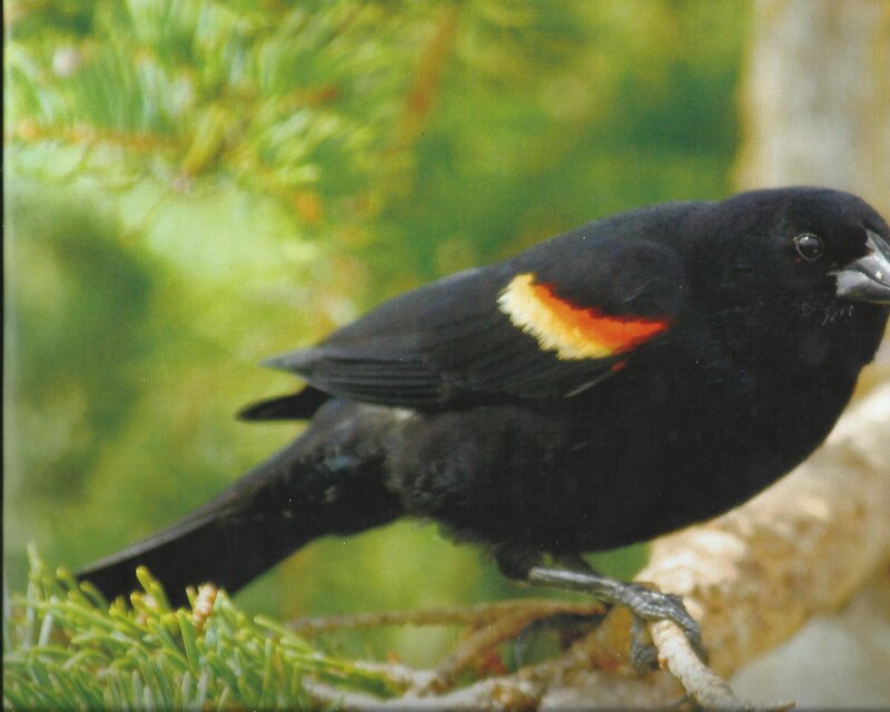 Black Bird with Red Wing Patch — Natural, Photograph