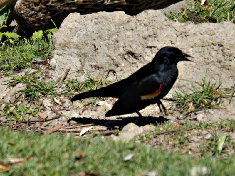 Black Bird with Red Wing Patch — Natural