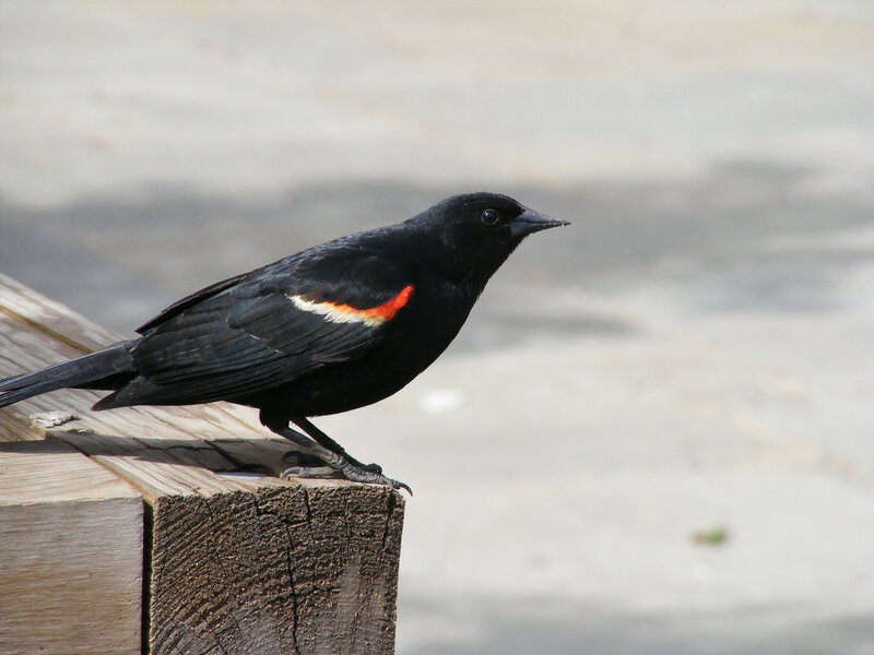 black bird with red wing patch