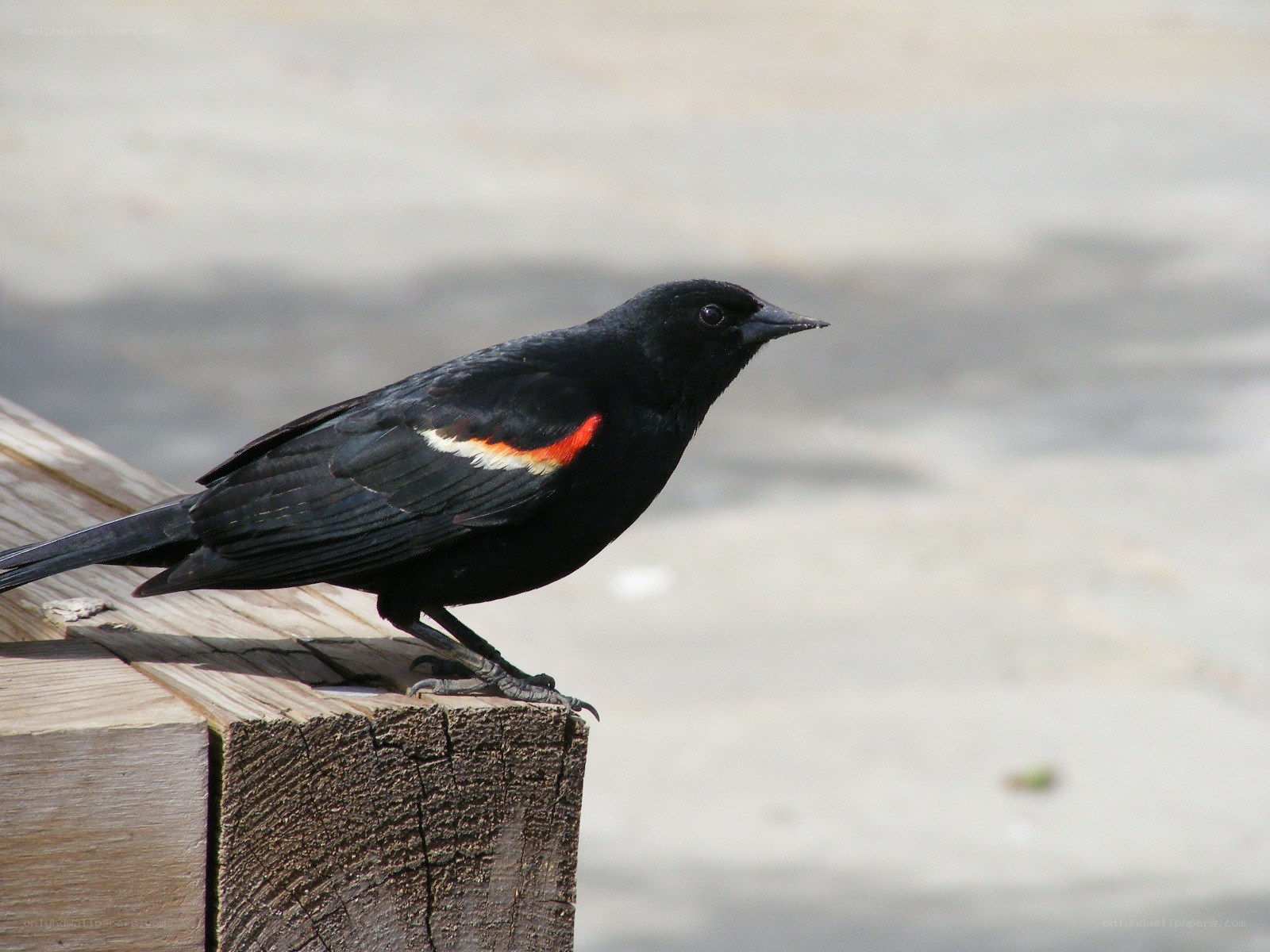 black bird with red wing patch