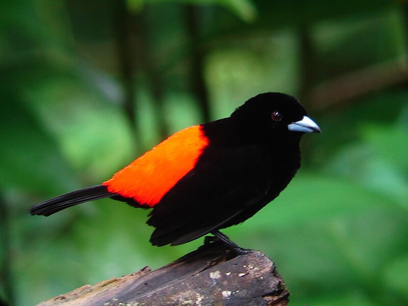 Black bird with red wing