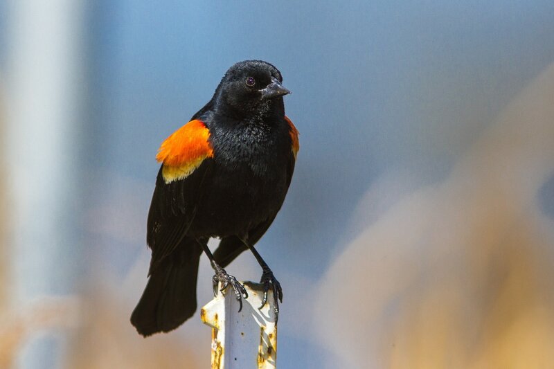 black bird with red wings