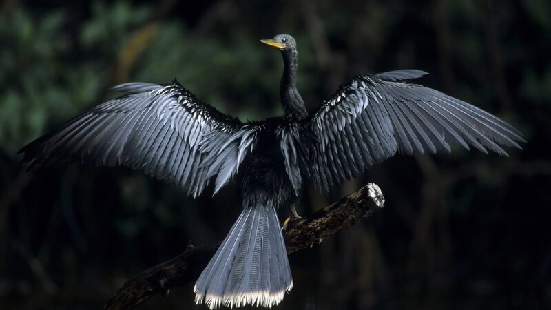 Black Bird with Spread Wings — Dramatic, Photograph