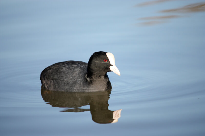 Black Bird with White Beak — Blue