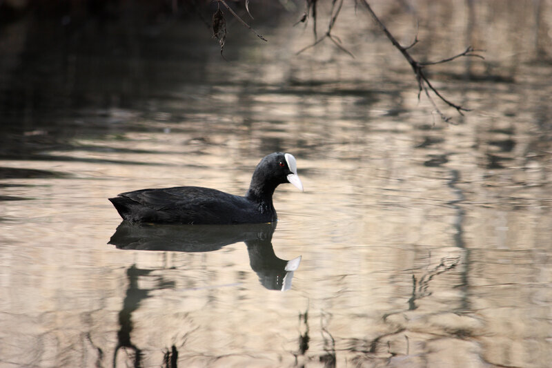 Black Bird with White Beak — Calm