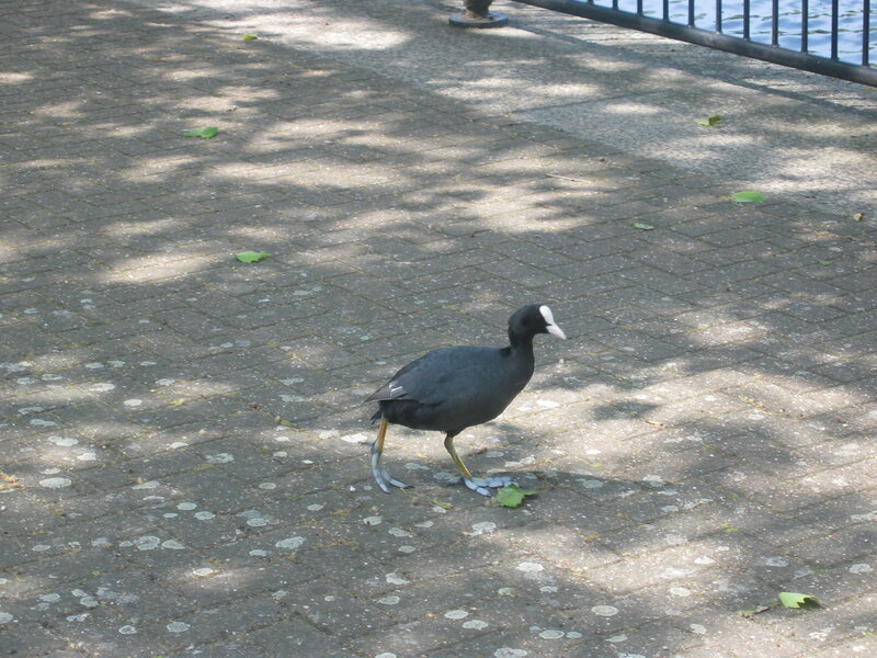 Black Bird with White Beak — Gray