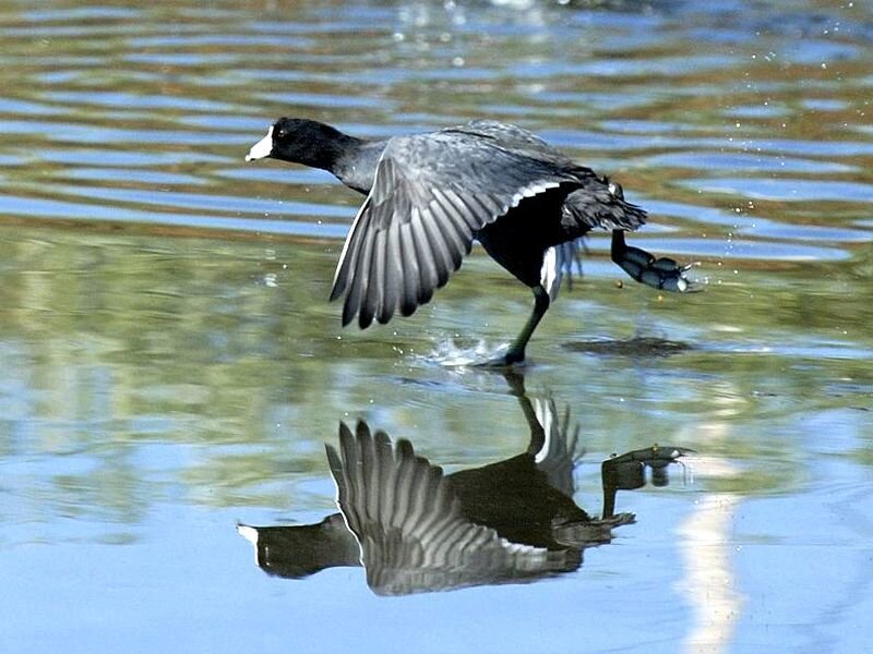 Black Bird with White Beak