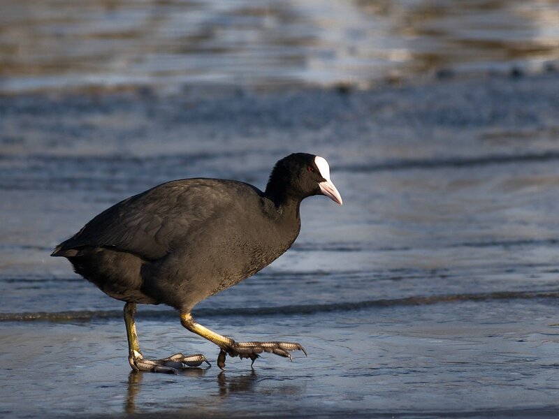 black bird with white face
