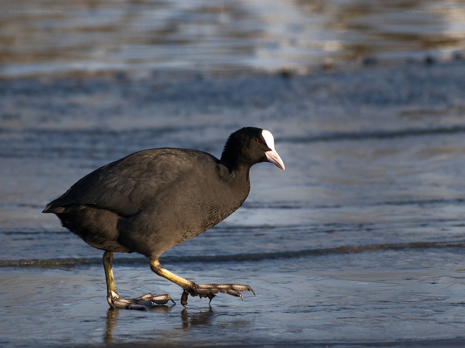 black bird with white face