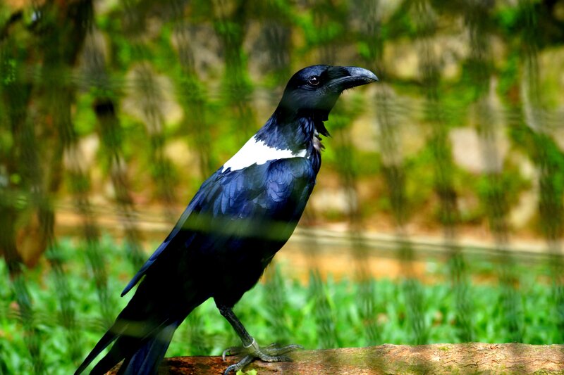 Black Bird with White Patch