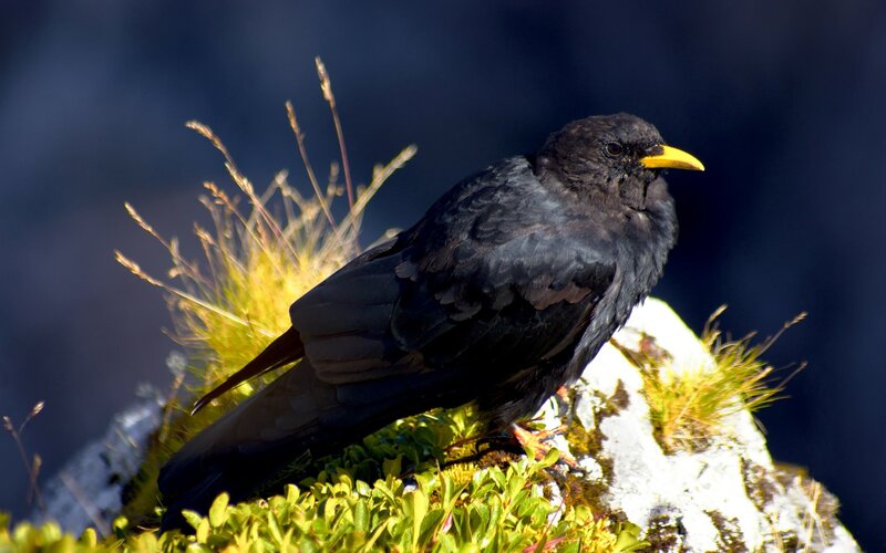 Black bird with yellow beak