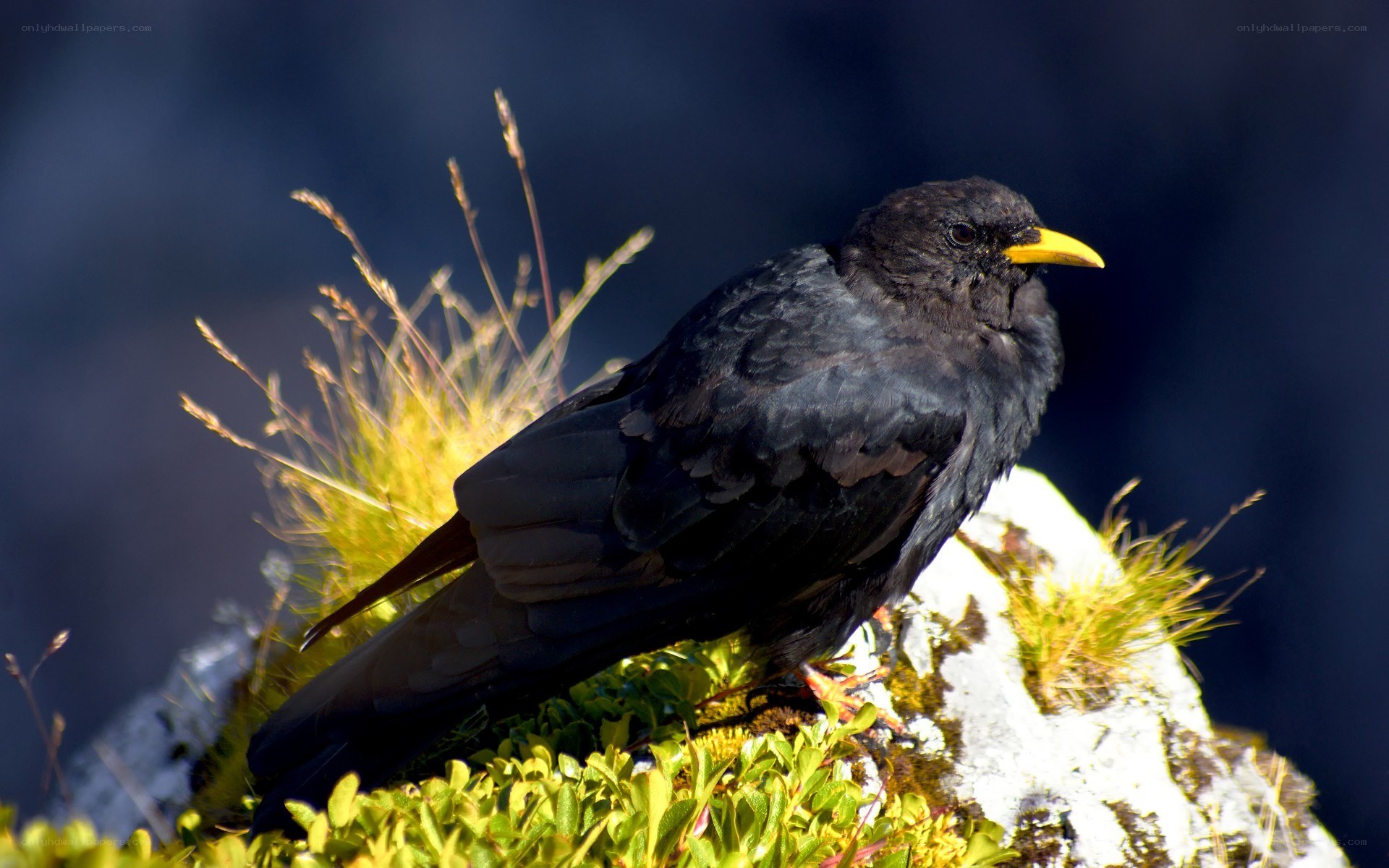 Black bird with yellow beak