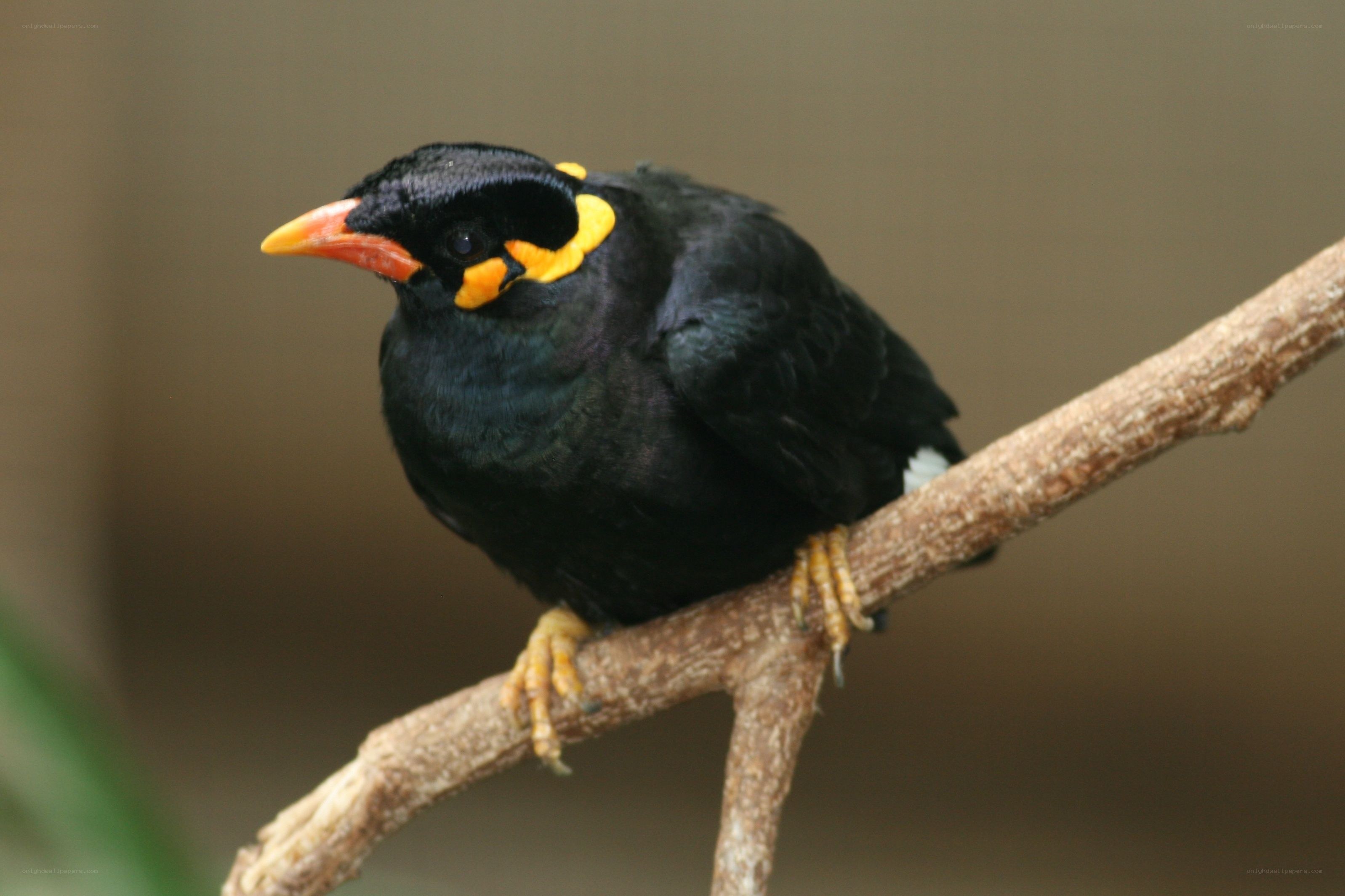 Black bird with yellow markings