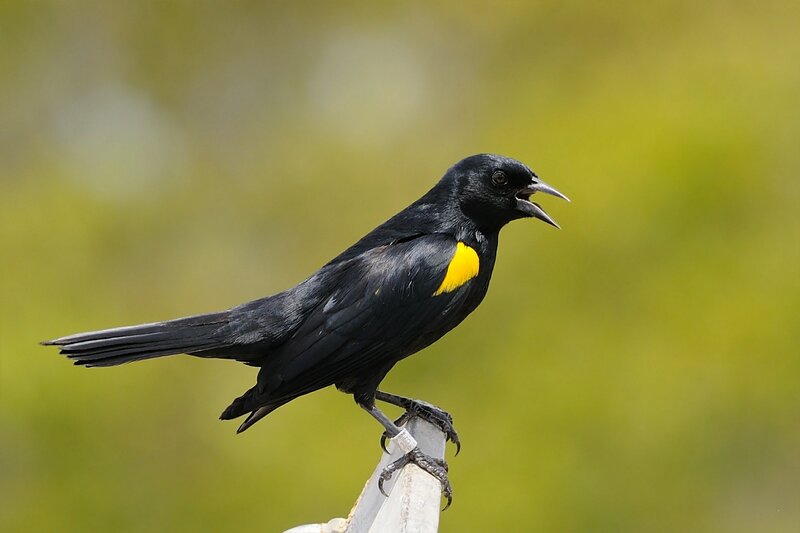 Black Bird with Yellow Patch