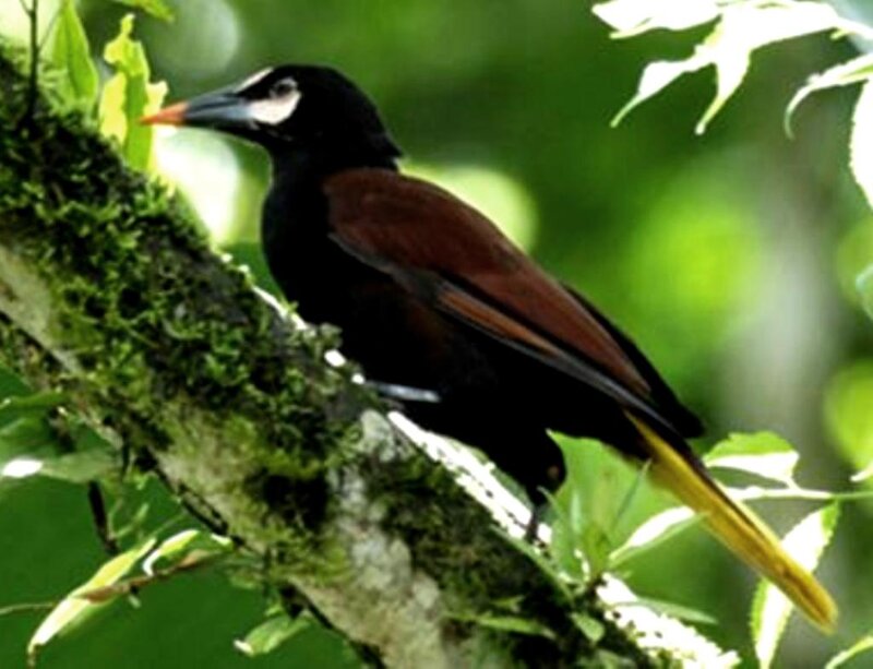 Black Bird with Yellow Tail
