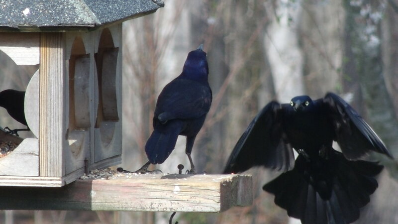 Black Birds at Feeder