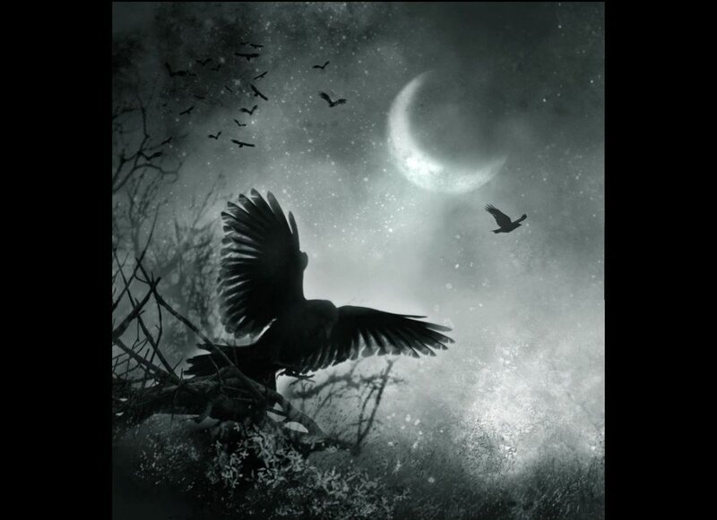 Black Birds in Flight