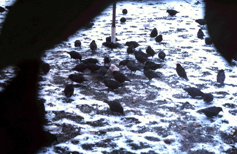 Black Birds in Snow