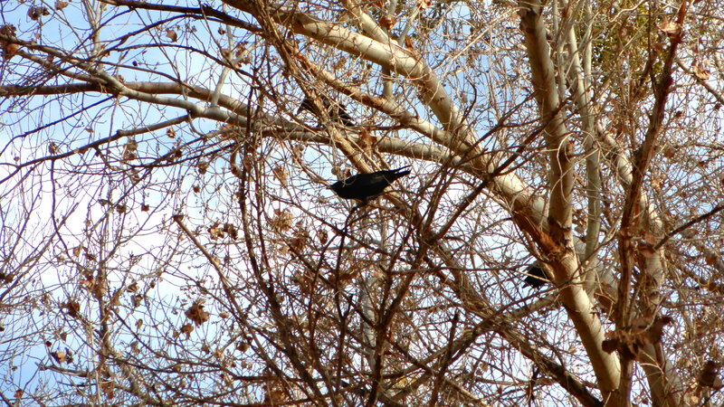 Black Birds in Tree