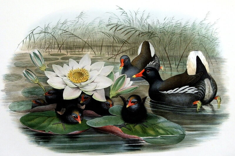 Black Birds on Lily Pads