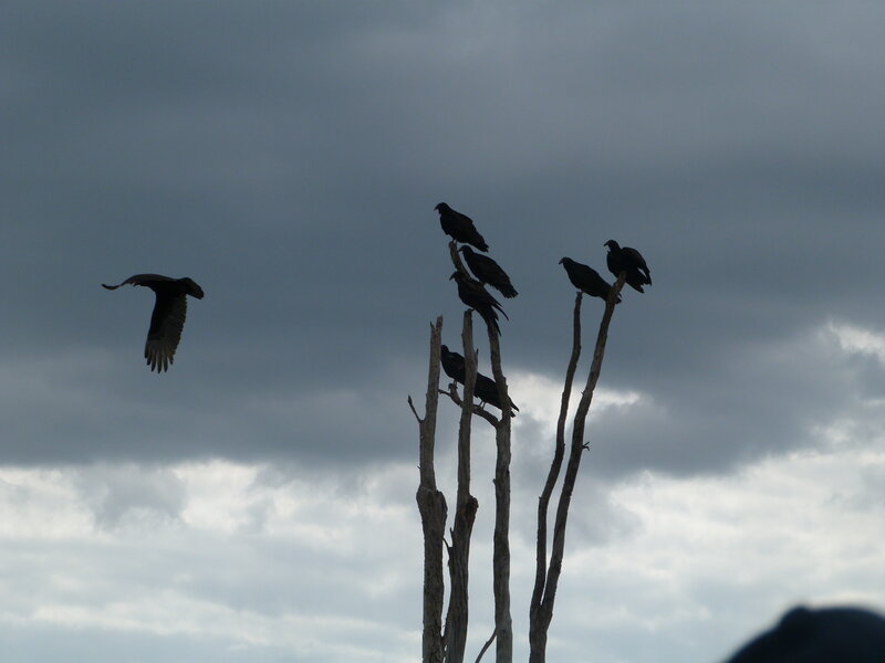 Black Birds on Tree