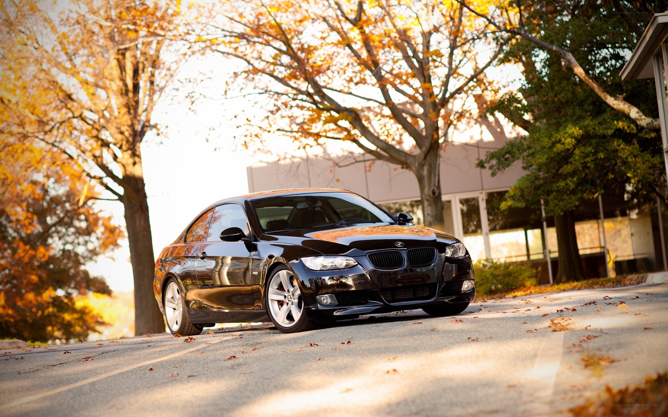 Black BMW in autumn