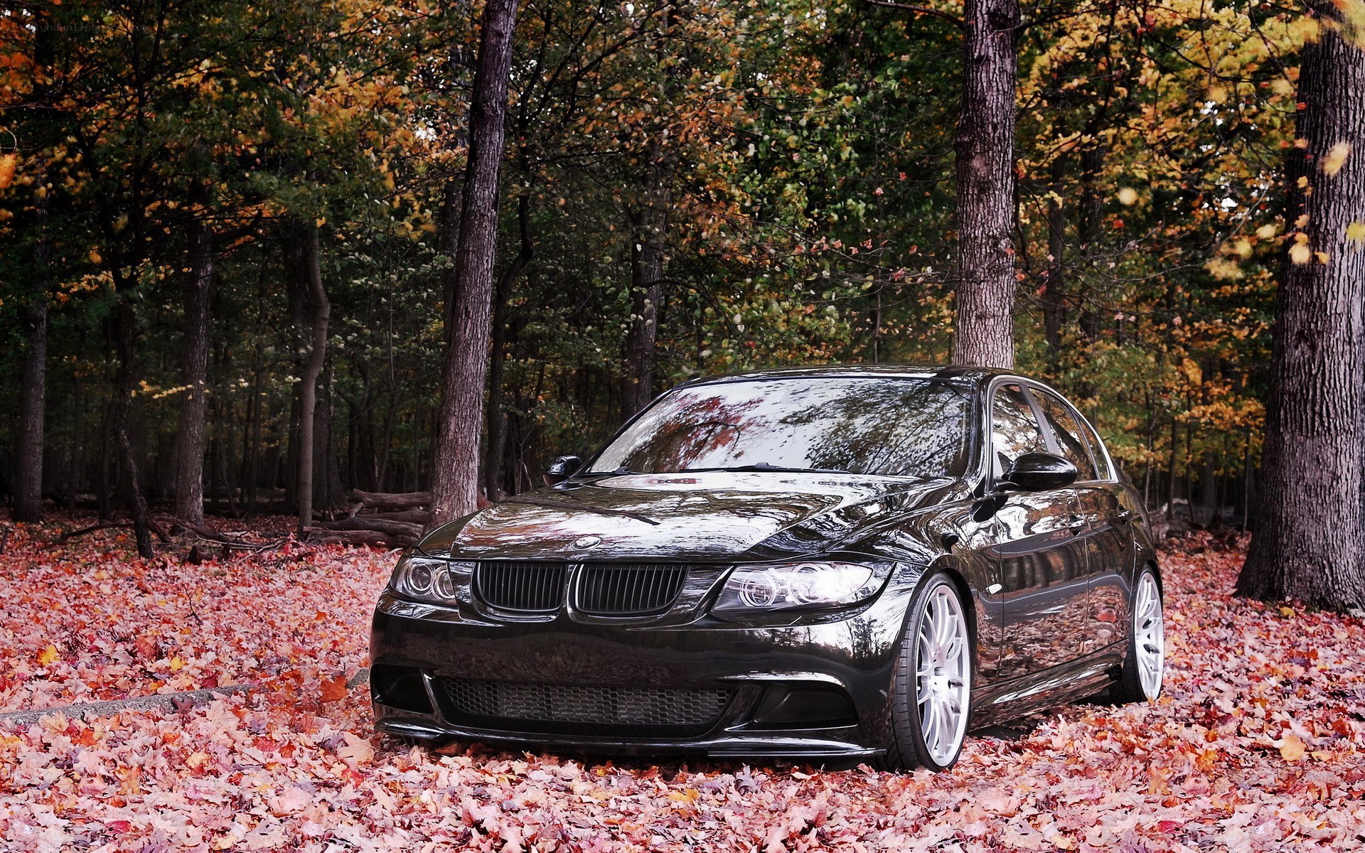 Black BMW in autumn forest