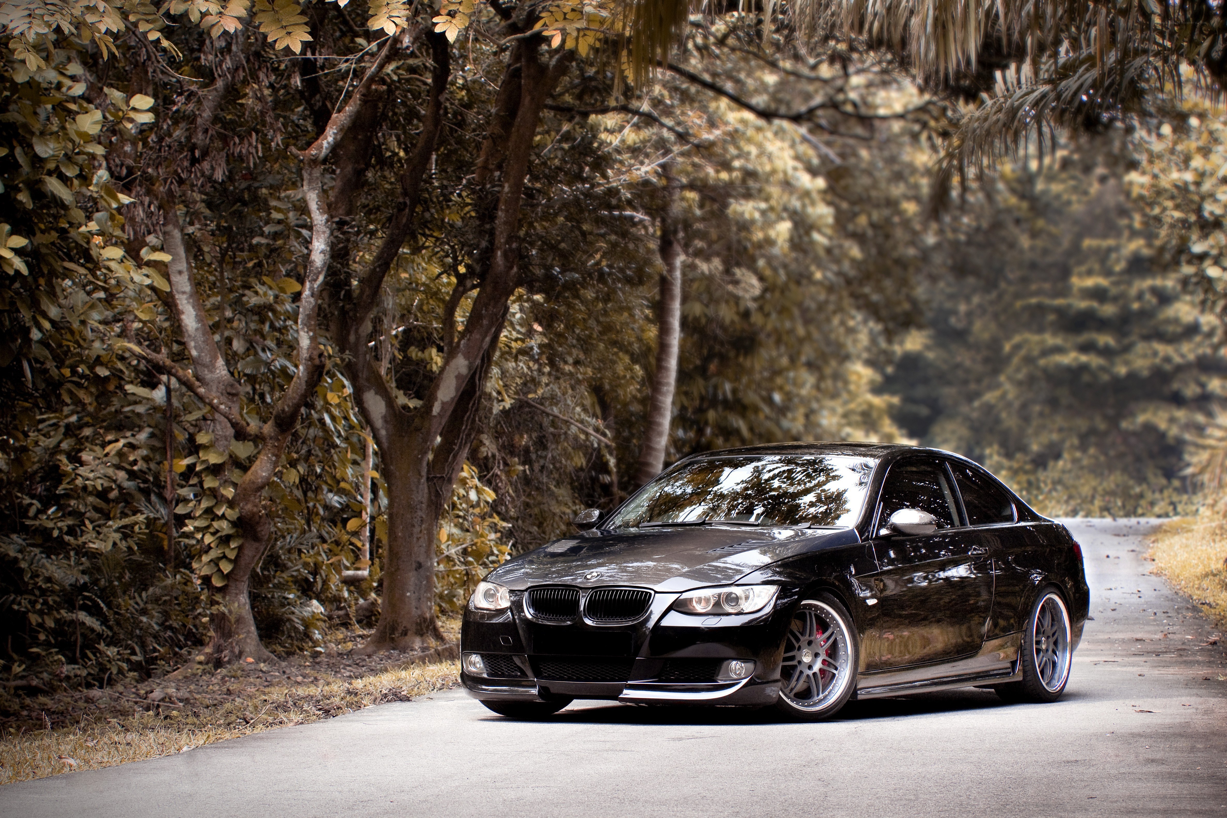 Black BMW on a forest road