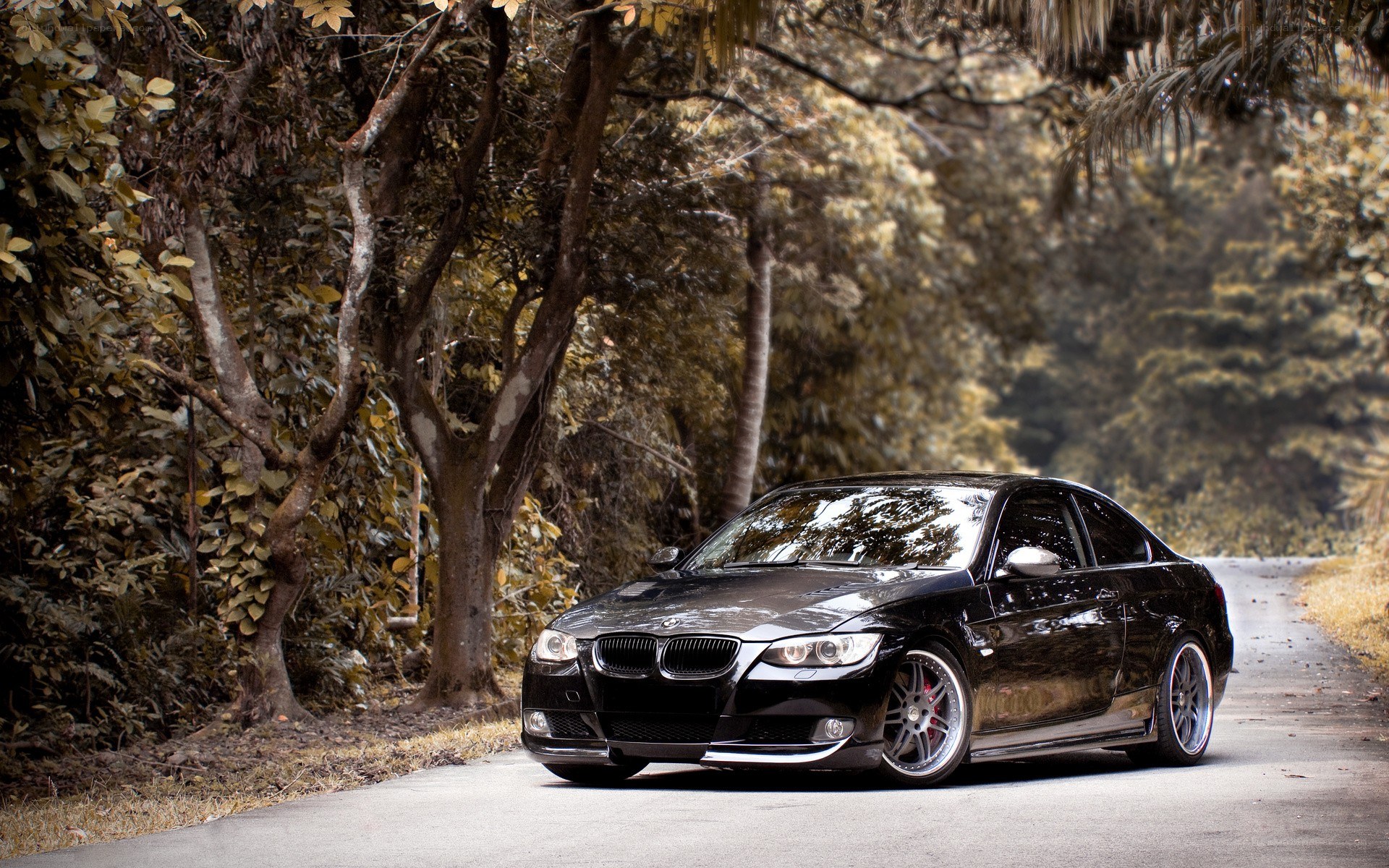 Black BMW on a forest road