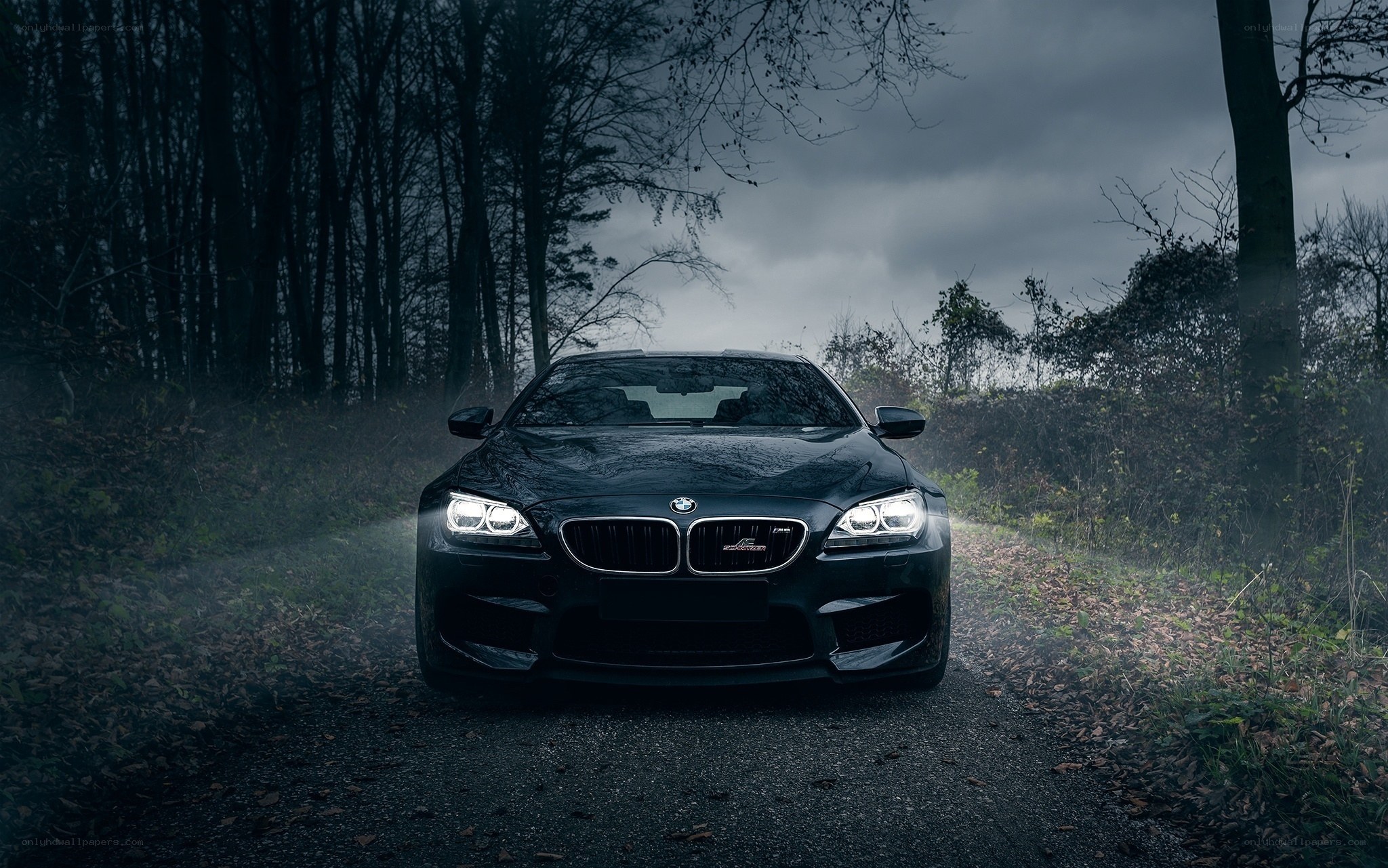 Black BMW on forest road