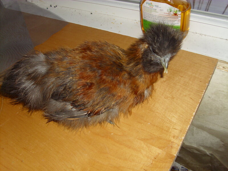 Black-boned Chicken
