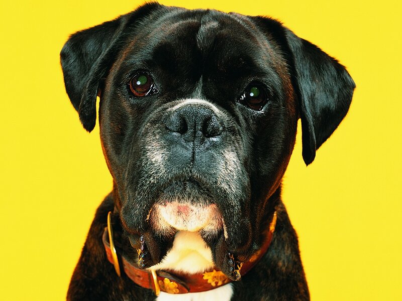 black boxer dog portrait