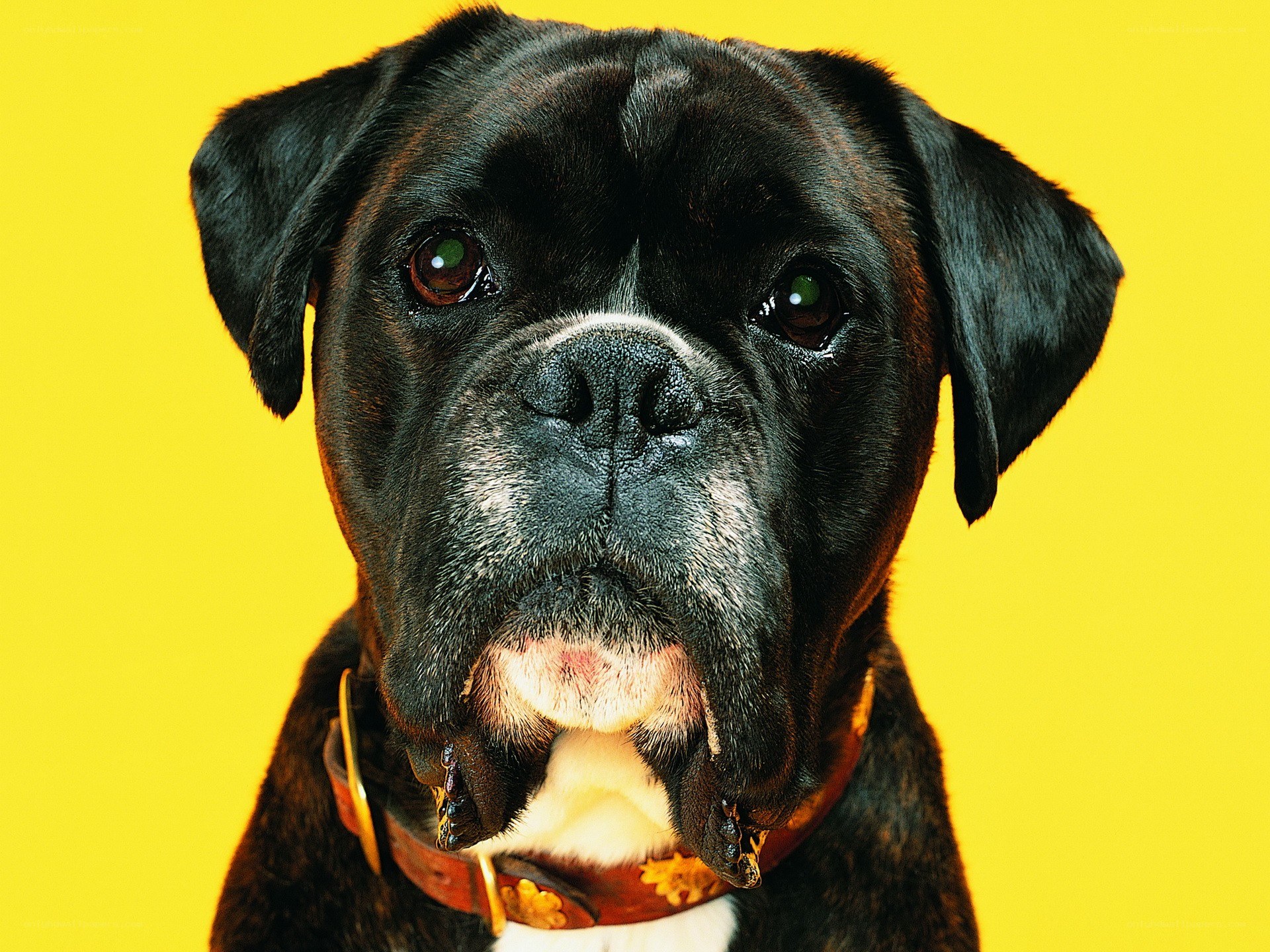 black boxer dog portrait