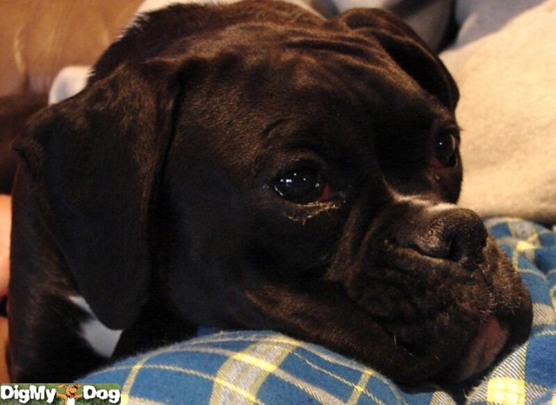 Black Boxer Puppy