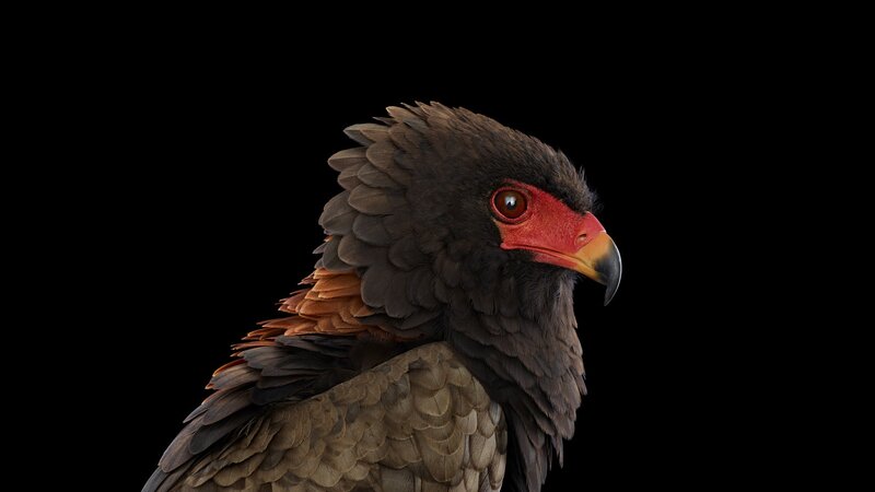 Black-breasted Buzzard