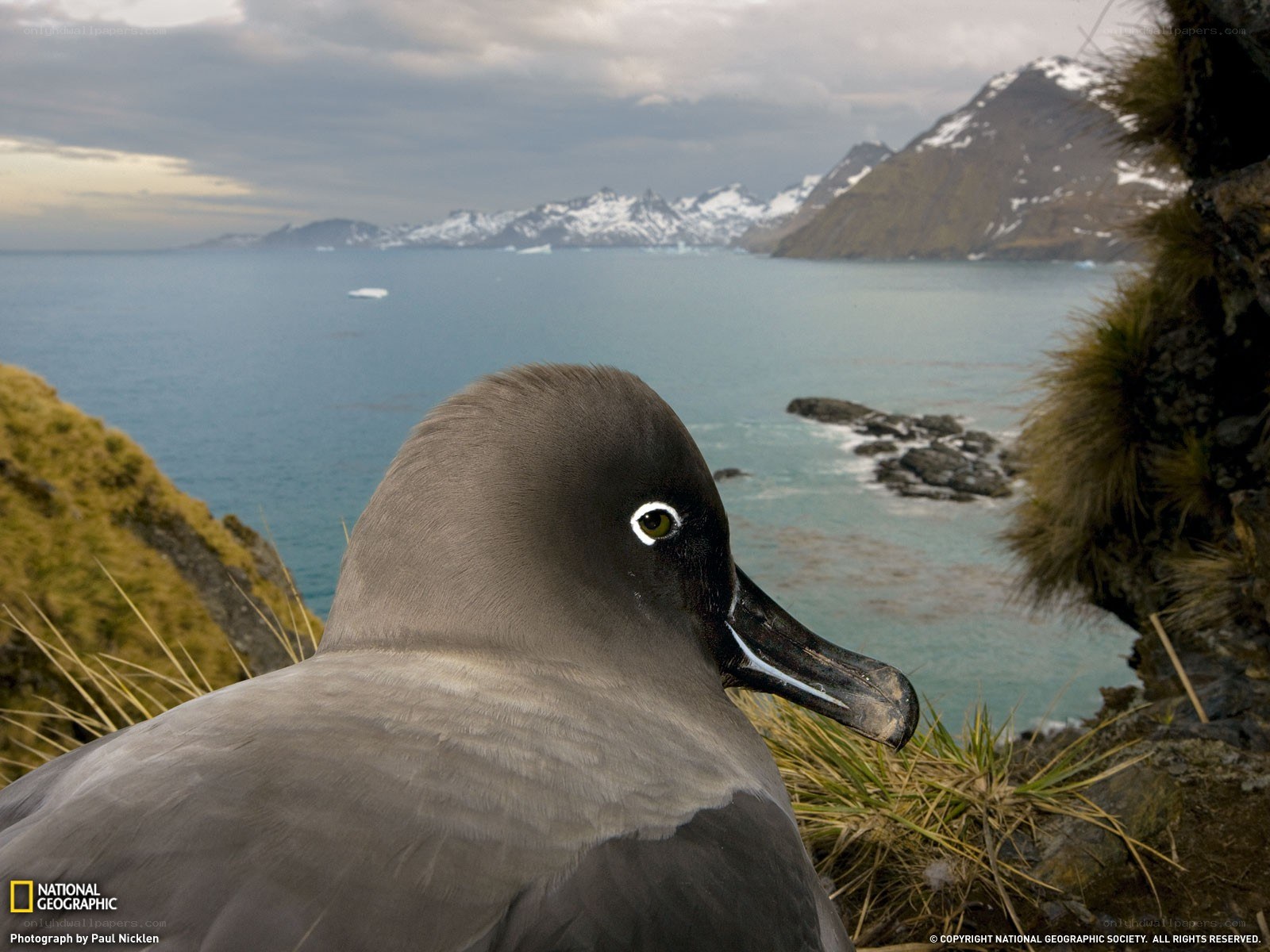Black-browed albatross on a cliff