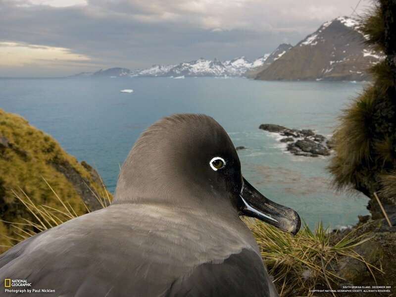 Black-browed albatross on South Georgia