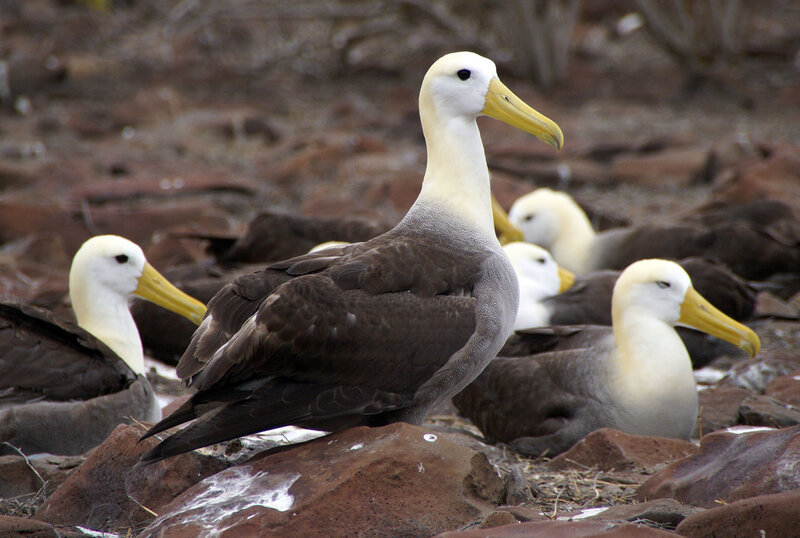 Black-browed Albatross